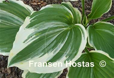 Hosta Dancing Hero